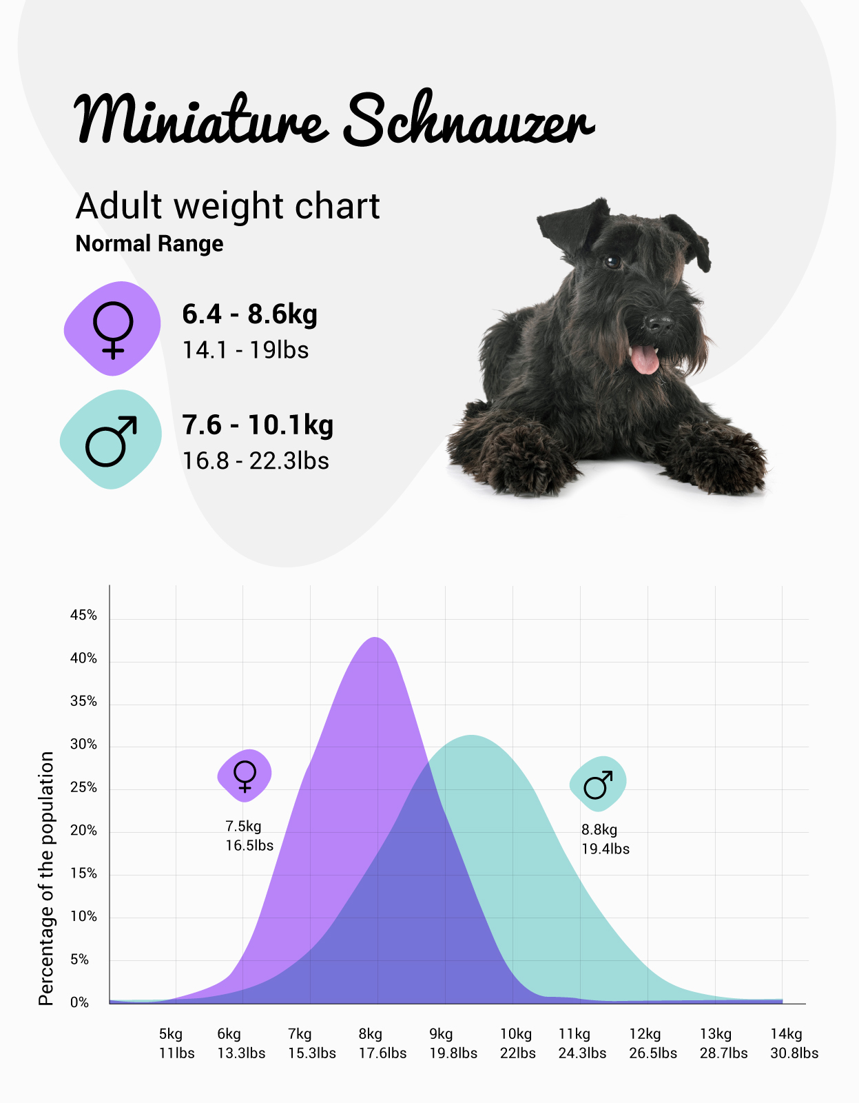 Miniature Schnauzer weight chart