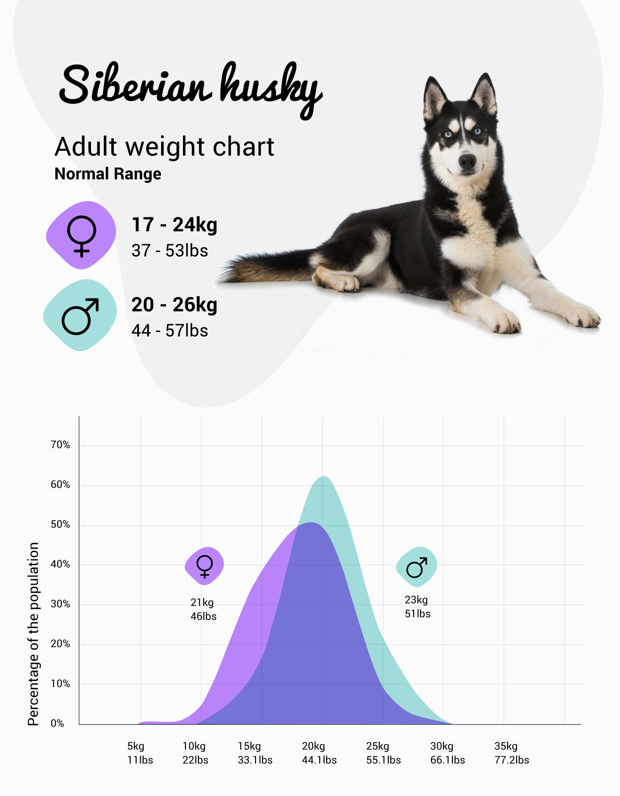 Siberian Husky Weight