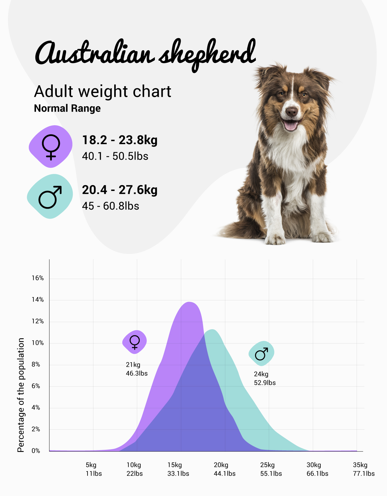 Australian Shepherd Weight