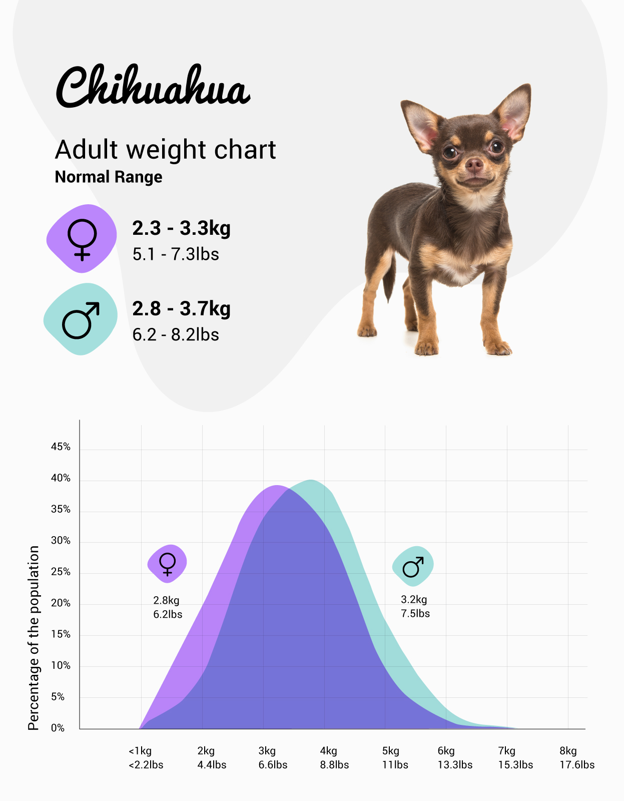 what does a chihuahua weigh?