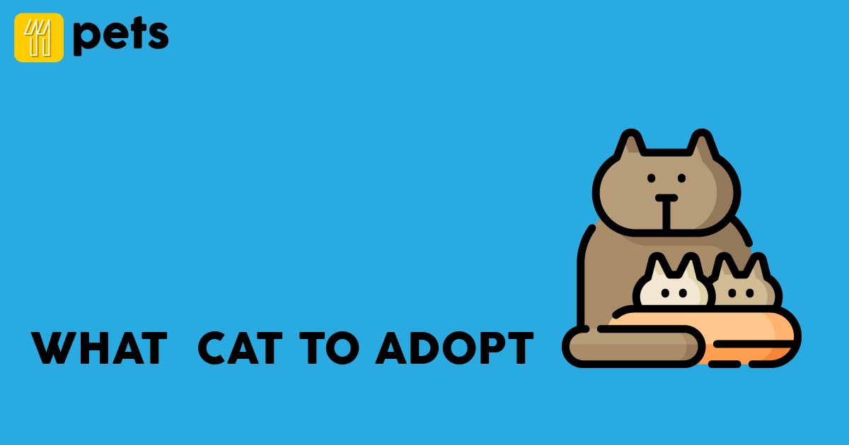 What cat to adopt