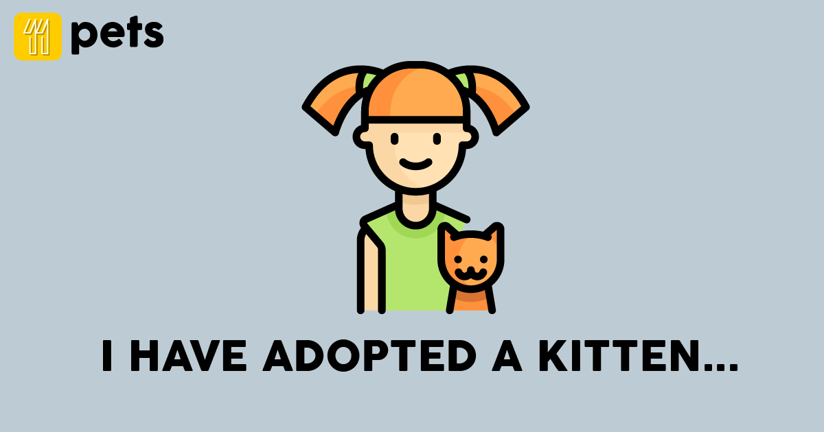 I have adopted a kitten… The arrival