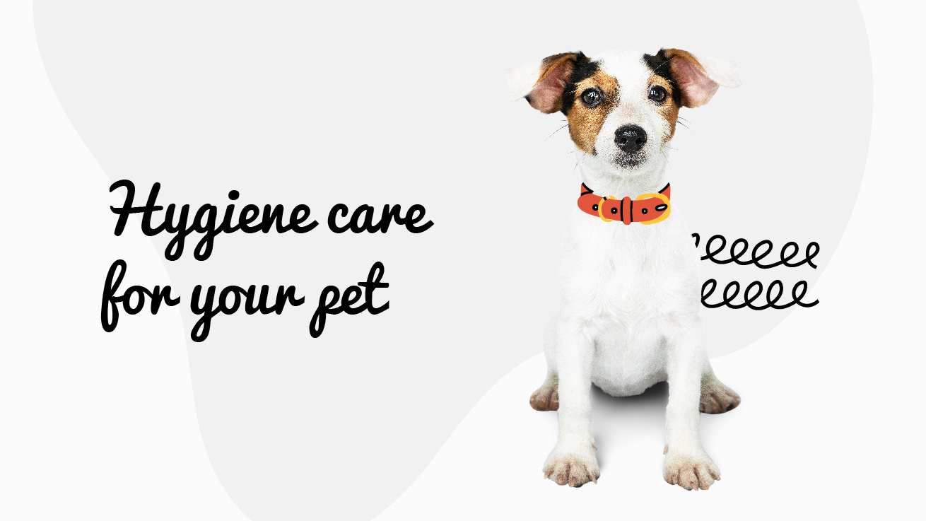 Fox Terrier - How to care for its hygiene needs