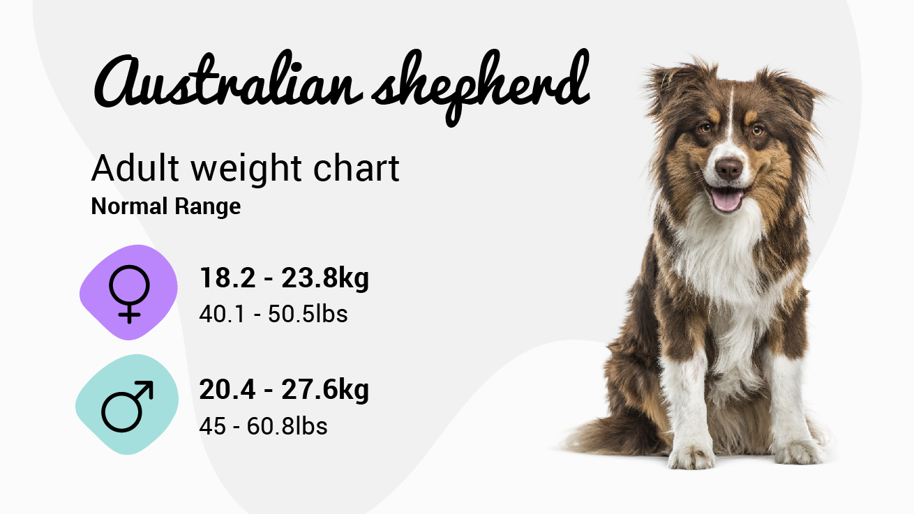Australian Shepherd weight chart