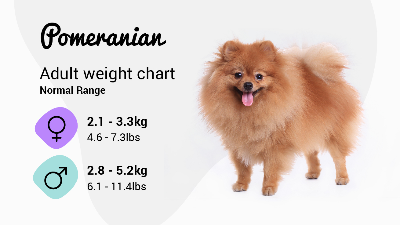 Pomeranian weight chart