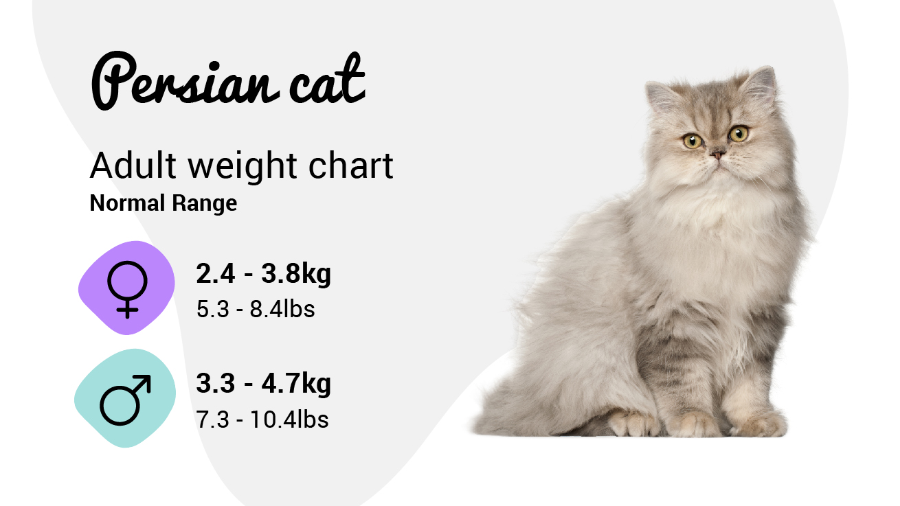 Persian weight chart