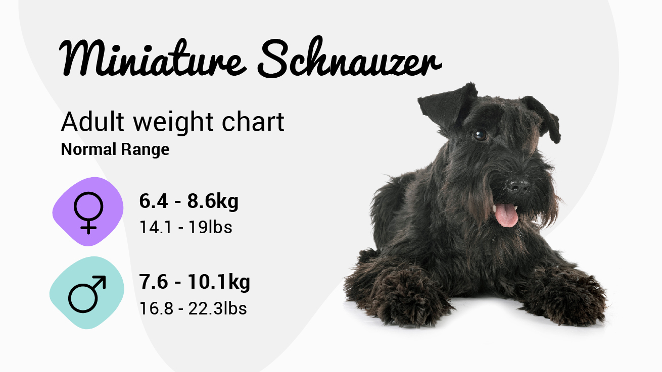 Miniature Schnauzer weight chart