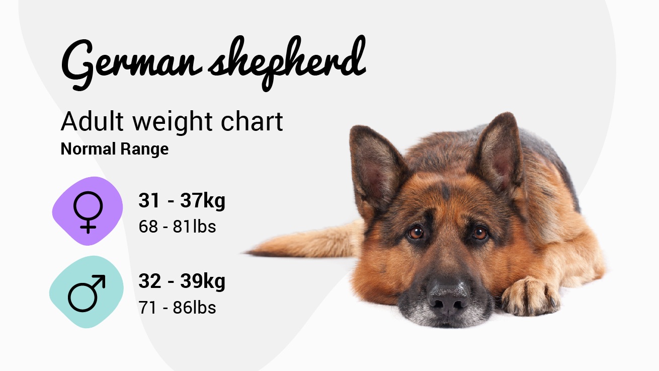 German Shepherd weight chart