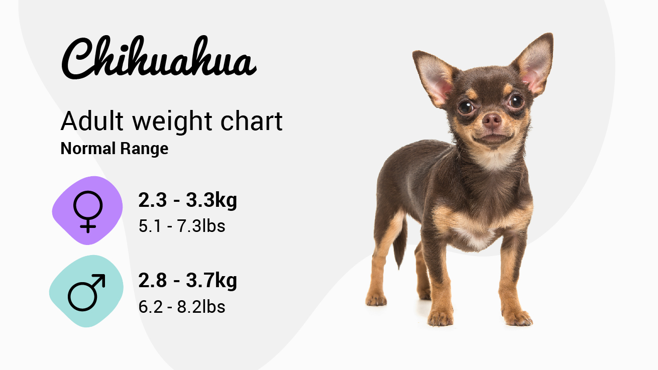 Chihuahua weight chart