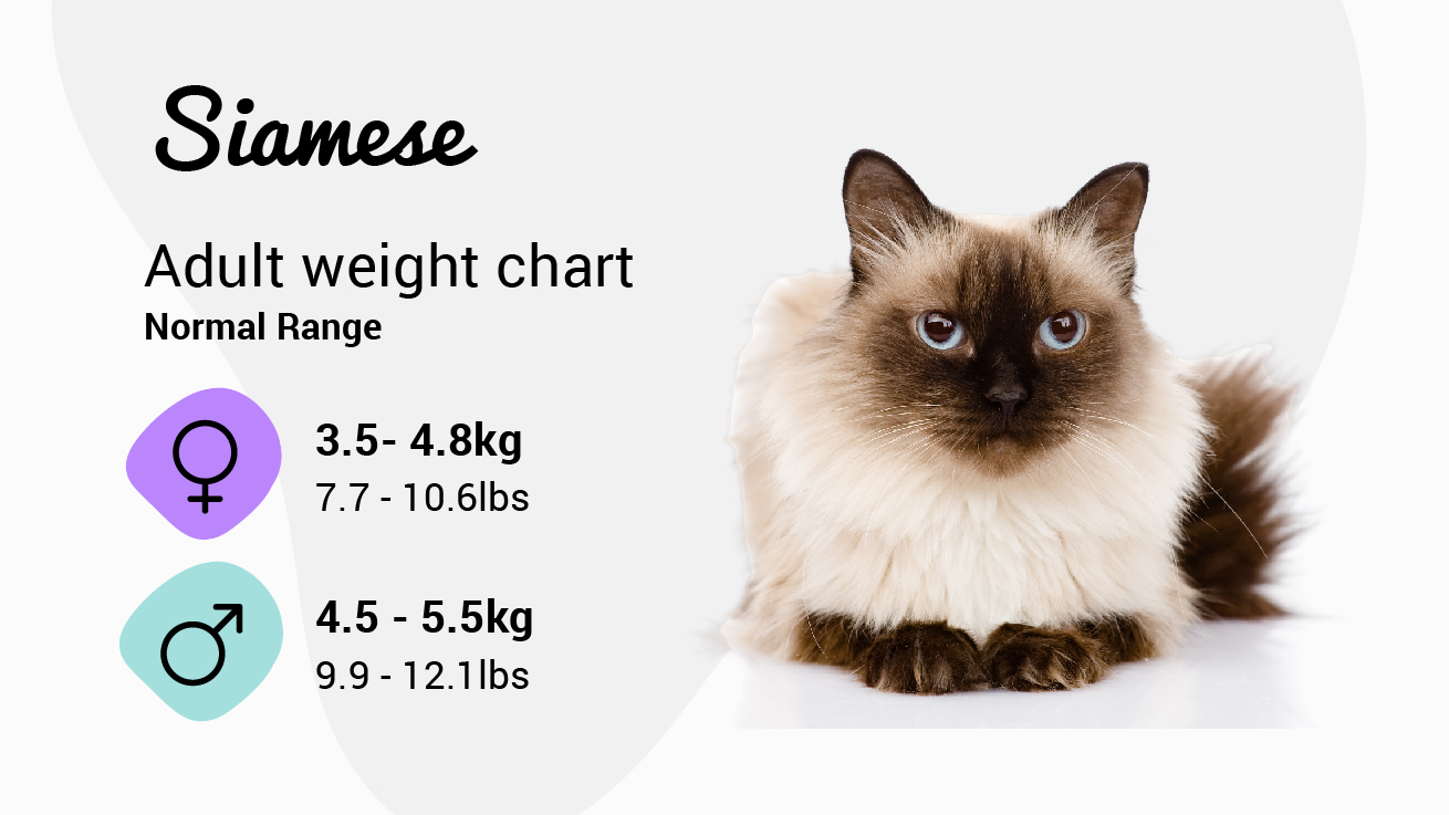 Siamese Cat weight chart