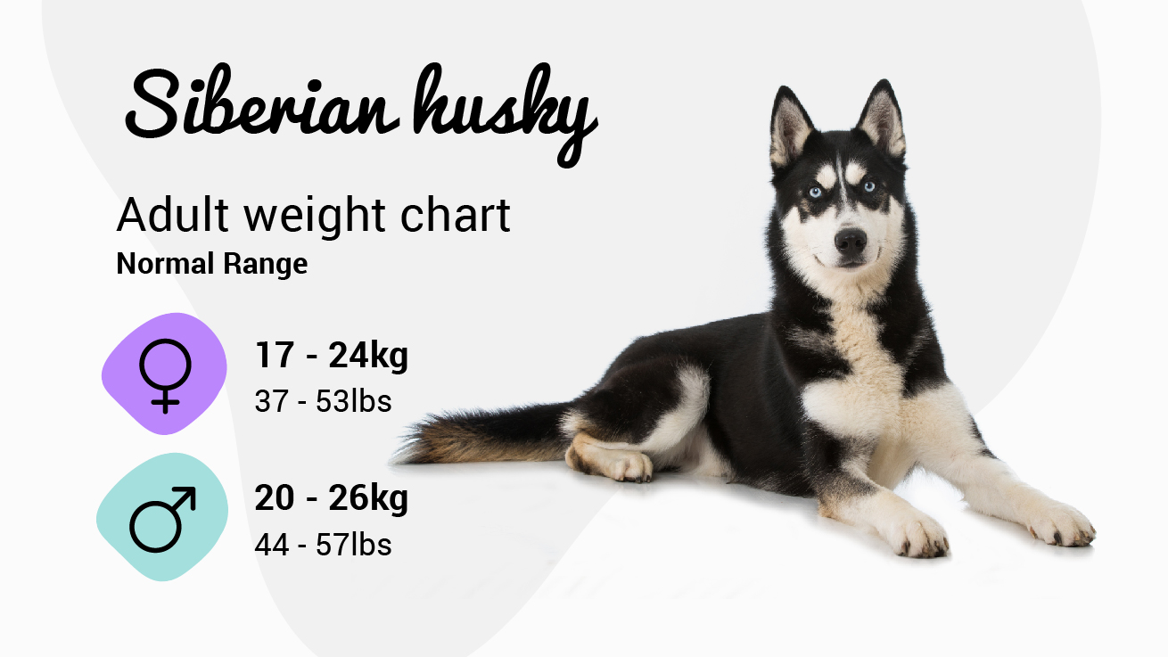 Siberian Husky weight chart