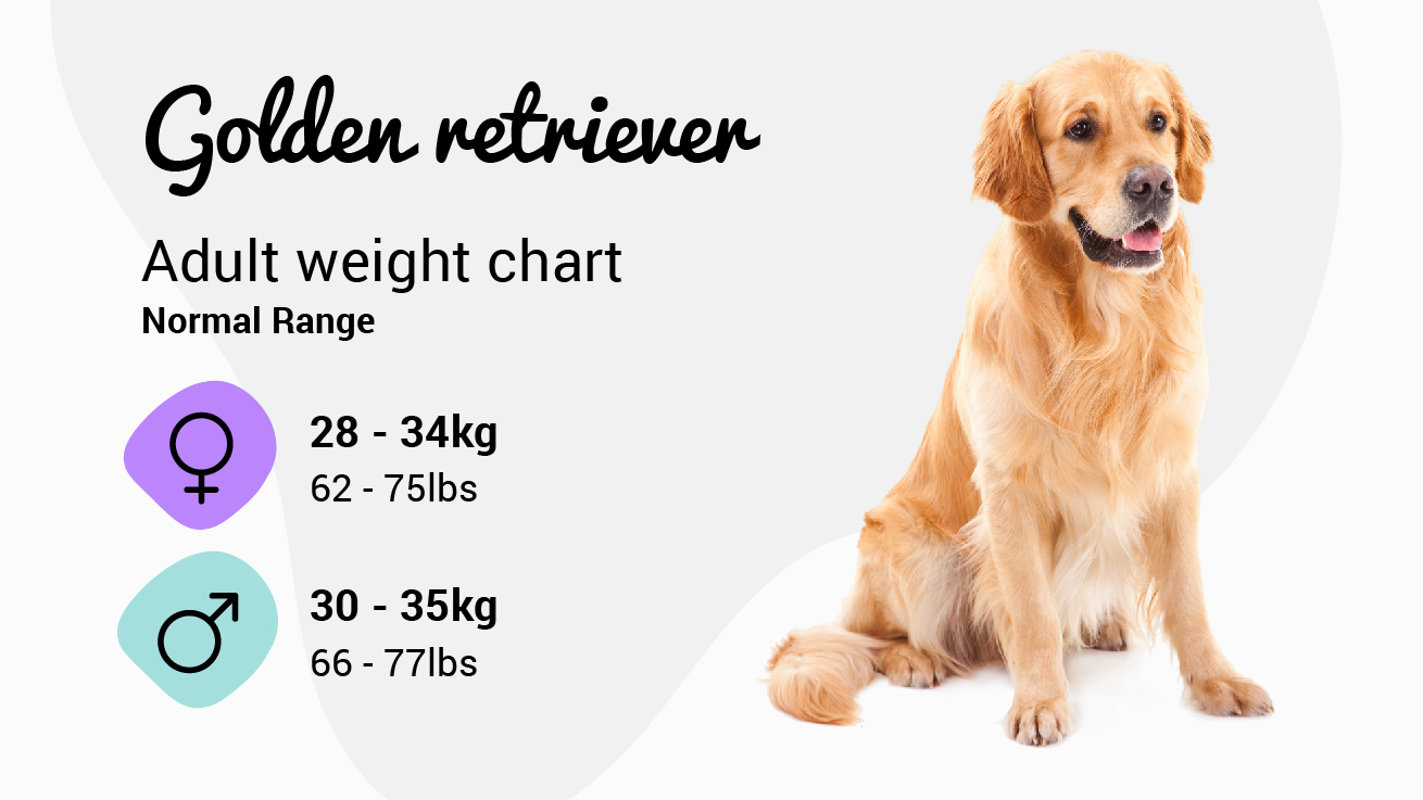 Golden Retriever weight chart