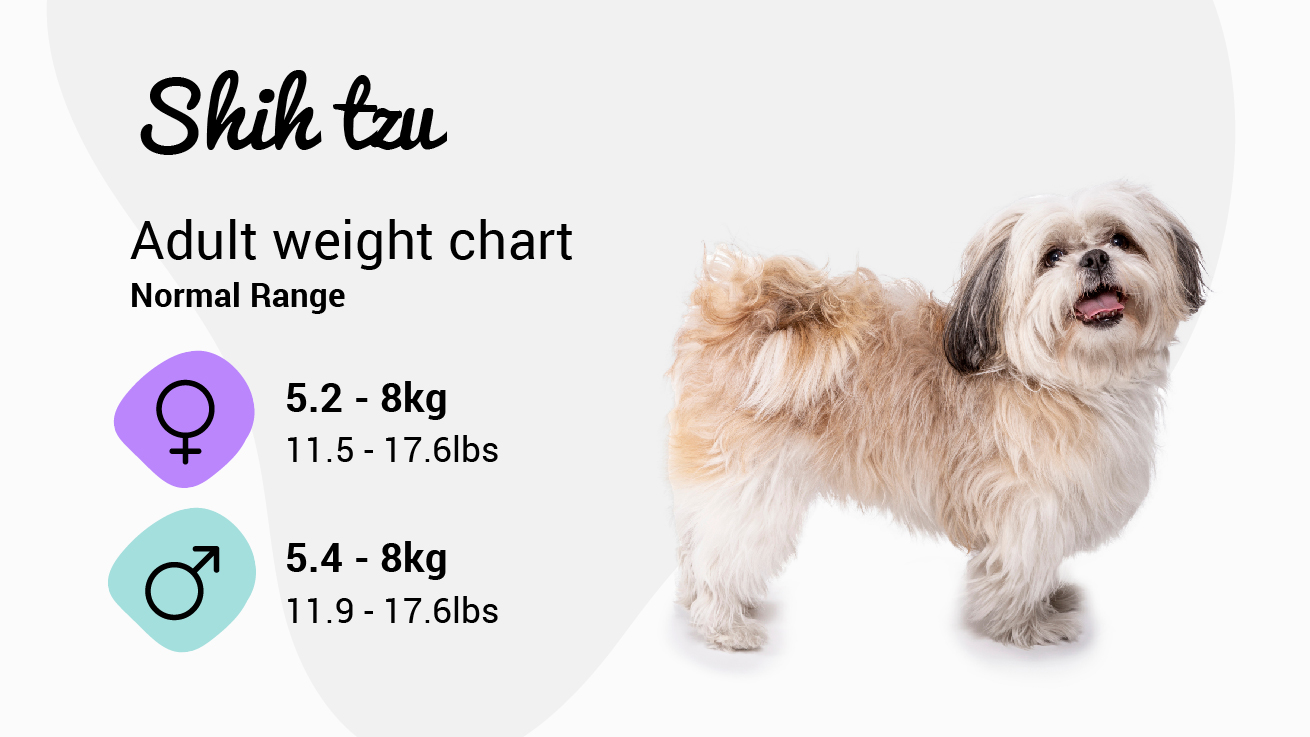 Shih Tzu weight chart