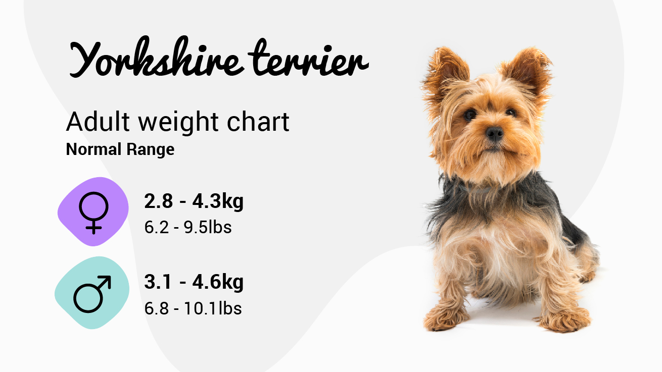 Yorkshire Terrier weight chart