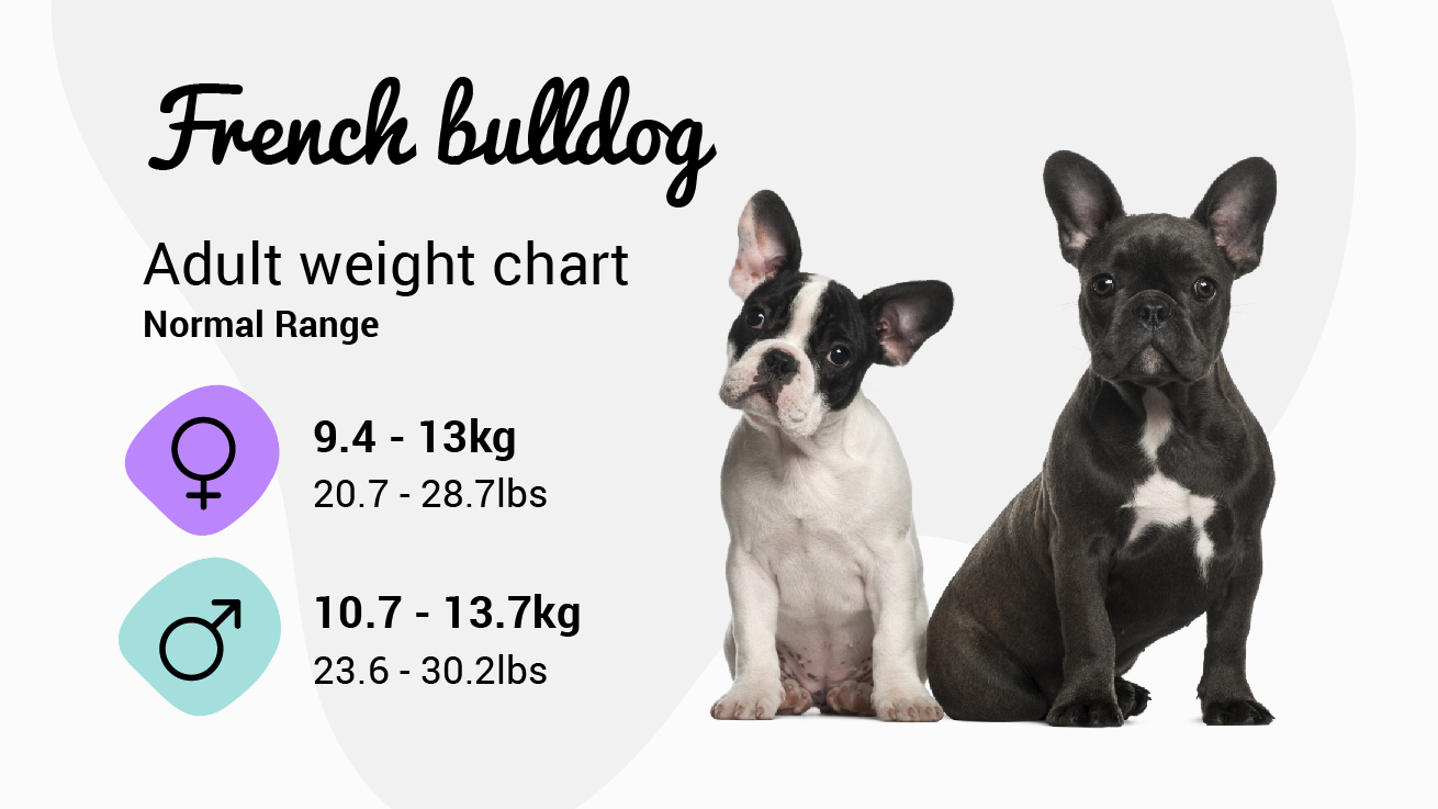 how much does a 4 month old french bulldog weight? 2